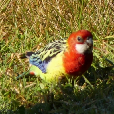 Platycercus eximius (Eastern Rosella) at Braemar, NSW - 13 Jun 2023 by Curiosity