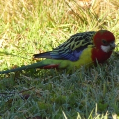 Platycercus eximius at Braemar, NSW - 13 Jun 2023