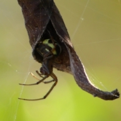 Phonognatha graeffei at Wingecarribee Local Government Area - 13 Jun 2023 by Curiosity