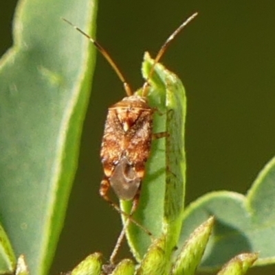 Sidnia kinbergi (Australian crop mirid) at Braemar, NSW - 13 Jun 2023 by Curiosity