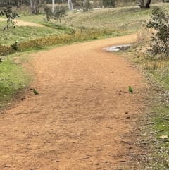 Polytelis swainsonii at Ainslie, ACT - suppressed