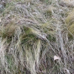 Nassella trichotoma (Serrated Tussock) at The Fair, Watson - 12 Jun 2023 by waltraud