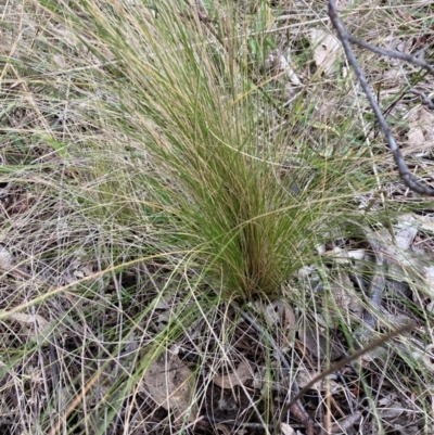 Nassella trichotoma (Serrated Tussock) at The Fair, Watson - 12 Jun 2023 by waltraud