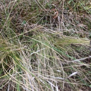 Nassella trichotoma at Watson, ACT - 12 Jun 2023