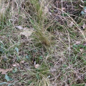 Nassella trichotoma at Watson, ACT - 12 Jun 2023