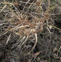 Cyperus eragrostis (Umbrella Sedge) at Hackett, ACT - 14 Jun 2023 by waltraud