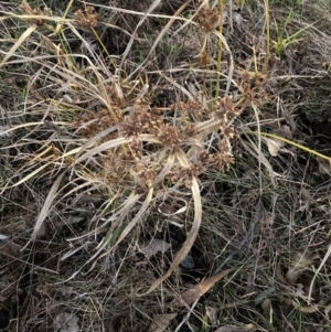 Cyperus eragrostis at Hackett, ACT - 14 Jun 2023 05:06 PM