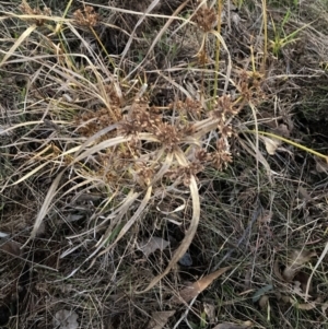 Cyperus eragrostis at Hackett, ACT - 14 Jun 2023