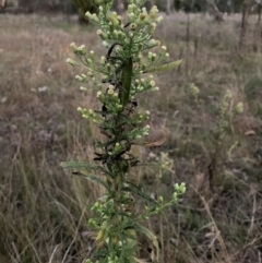 Erigeron sumatrensis (Tall Fleabane) at Hackett, ACT - 14 Jun 2023 by waltraud