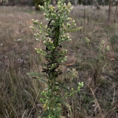 Erigeron sumatrensis (Tall Fleabane) at Mount Majura - 14 Jun 2023 by waltraud