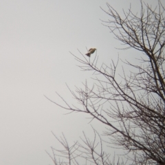 Ptilotula penicillata (White-plumed Honeyeater) at North Albury, NSW - 14 Jun 2023 by Darcy