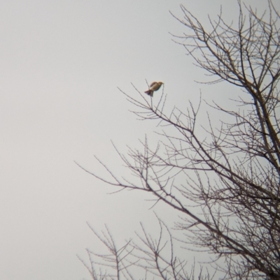 Ptilotula penicillata (White-plumed Honeyeater) at North Albury, NSW - 14 Jun 2023 by Darcy