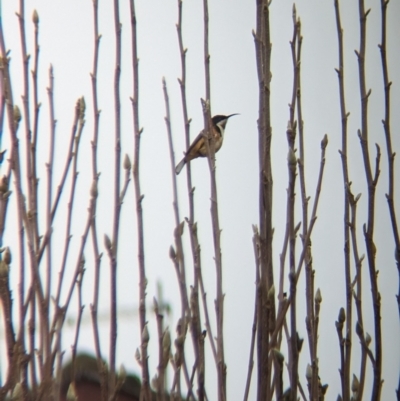 Acanthorhynchus tenuirostris (Eastern Spinebill) at Albury - 14 Jun 2023 by Darcy