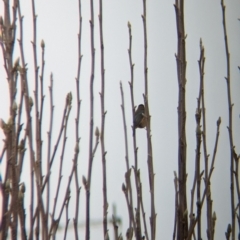 Acanthorhynchus tenuirostris at North Albury, NSW - suppressed