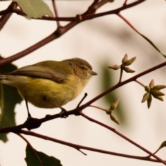 Smicrornis brevirostris (Weebill) at Holt, ACT - 15 Jun 2023 by Thurstan