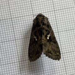 Ctenoplusia limbirena (Scar Bank Gem (Plusiinae)) at Braddon, ACT - 15 Jun 2023 by Hejor1