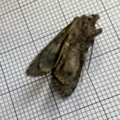 Ctenoplusia limberina at Braddon, ACT - 15 Jun 2023