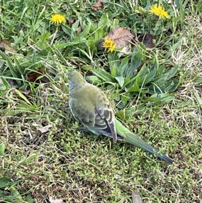 Psephotus haematonotus (Red-rumped Parrot) at Lake Burley Griffin West - 15 Jun 2023 by Mavis