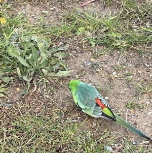 Psephotus haematonotus at Acton, ACT - 15 Jun 2023