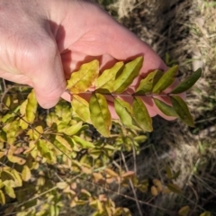 Ligustrum sinense (Narrow-leaf Privet, Chinese Privet) at Mount Ainslie - 15 Jun 2023 by WalterEgo
