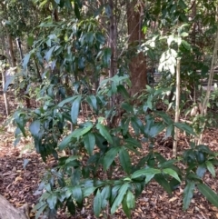 Backhousia citriodora (Lemon Scented Myrtle, Lemon Myrtle) at The Gap, QLD - 15 Jun 2023 by PPNN