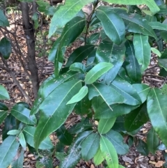 Backhousia citriodora at suppressed - 15 Jun 2023