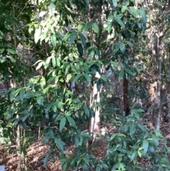 Backhousia citriodora at suppressed - suppressed