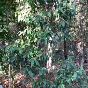 Backhousia citriodora at suppressed - suppressed
