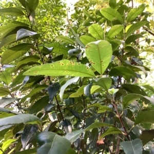 Backhousia citriodora at suppressed - suppressed