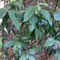 Backhousia citriodora at suppressed - suppressed