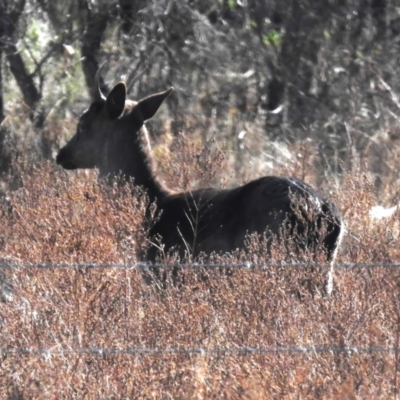 Cervus unicolor (Sambar Deer) at Tennent, ACT - 15 Jun 2023 by JohnBundock