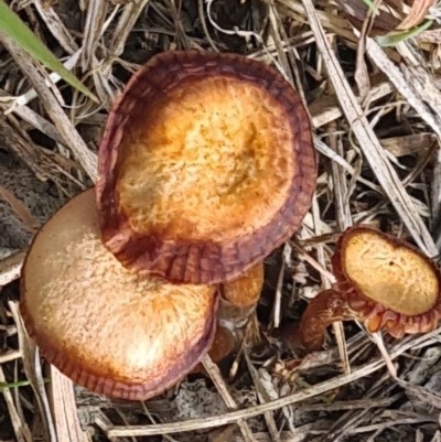 Unidentified Fungus at Molonglo Valley, ACT - 15 Jun 2023 by galah681