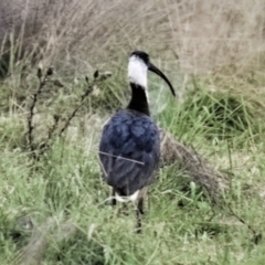 Threskiornis spinicollis (Straw-necked Ibis) at Paddys River, ACT - 13 Jun 2023 by CanberraDSN