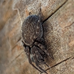 Badumna sp. (genus) (Lattice-web spider) at Watson, ACT - 15 Jun 2023 by AniseStar