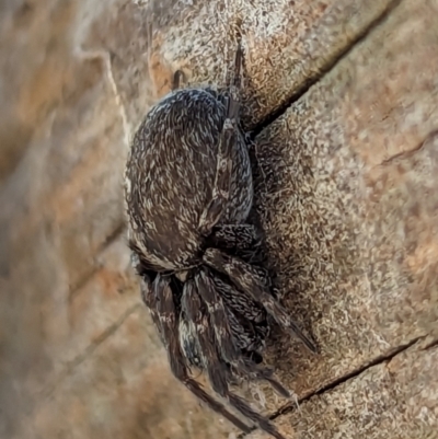 Badumna sp. (genus) (Lattice-web spider) at Watson Green Space - 15 Jun 2023 by AniseStar