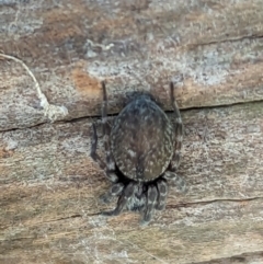 Badumna sp. (genus) at Watson, ACT - 15 Jun 2023 11:15 AM