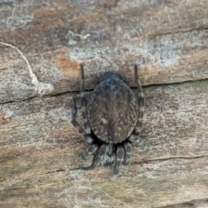 Badumna sp. (genus) at Watson, ACT - 15 Jun 2023 11:15 AM