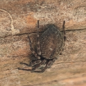 Badumna sp. (genus) at Watson, ACT - 15 Jun 2023