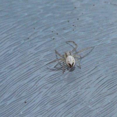 Australomisidia sp. (genus) (Flower spider) at Yass River, NSW - 15 Jun 2023 by SenexRugosus