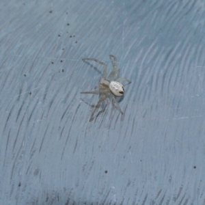 Australomisidia sp. (genus) at Yass River, NSW - 15 Jun 2023