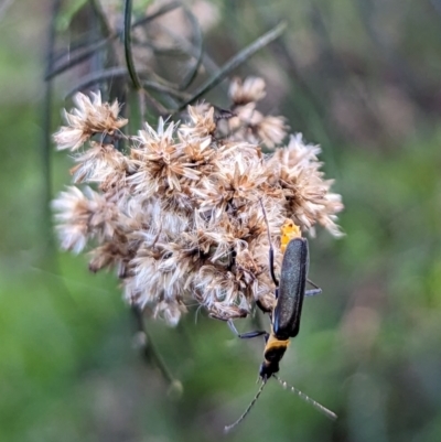 Chauliognathus lugubris (Plague Soldier Beetle) at Watson Green Space - 15 Jun 2023 by AniseStar