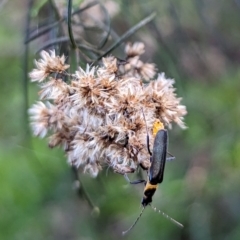 Chauliognathus lugubris (Plague Soldier Beetle) at Watson, ACT - 15 Jun 2023 by AniseStar