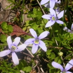 Isotoma fluviatilis subsp. australis (Swamp Isotome) at Mount Majura - 16 Nov 2012 by waltraud