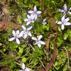 Isotoma fluviatilis subsp. australis at Watson, ACT - 16 Nov 2012 12:10 PM