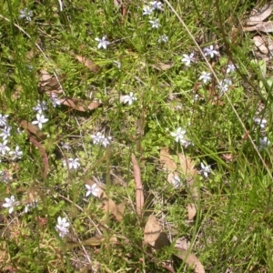 Isotoma fluviatilis subsp. australis at Watson, ACT - 16 Nov 2012 12:10 PM