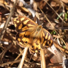 Heteronympha paradelpha (Spotted Brown) at O'Connor, ACT - 31 Mar 2023 by ConBoekel