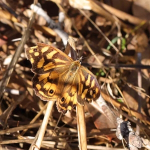 Heteronympha paradelpha at O'Connor, ACT - 31 Mar 2023 09:31 AM