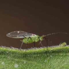 Aphididae (family) (Unidentified aphid) at O'Connor, ACT - 30 Mar 2023 by ConBoekel