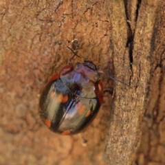 Paropsisterna octosignata (Eucalyptus leaf beetle) at O'Connor, ACT - 30 Mar 2023 by ConBoekel