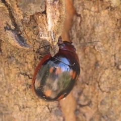 Paropsisterna beata at Dryandra St Woodland - 31 Mar 2023